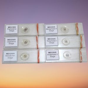 Meiosis Permanent Slide Set (12 Pcs) – Prepared Microscopic Slides | Made in India