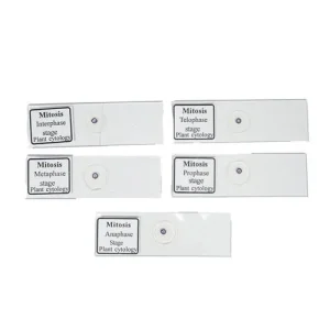 Mitosis Permanent Slide Set (5 Pcs) – Prepared Microscopic Slides | Made in India